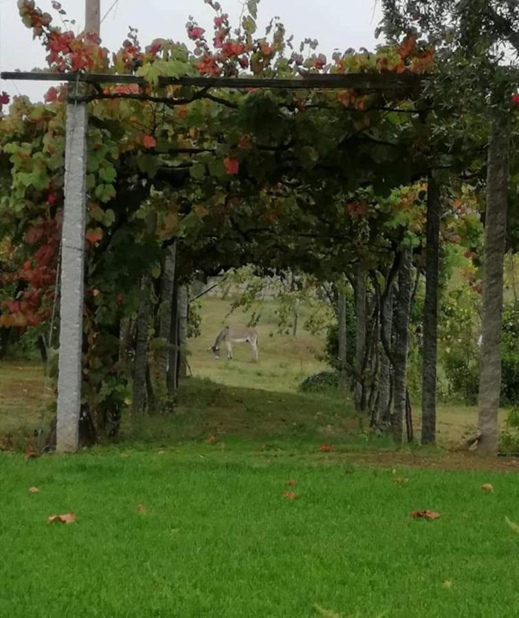 Villa Quinta Do Santinho à Amarante Extérieur photo